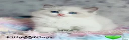 Ragdoll cats for sale: 🐾🩷*TICA REG* EU RAGDOLL KITTENS🌟 DNA CLEAR 🩵🐾 - Advert 5