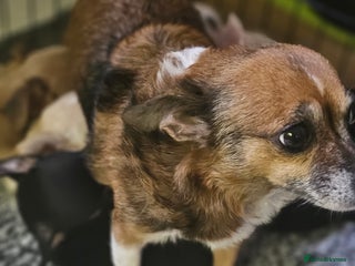 Chihuahua dogs - Advert 3