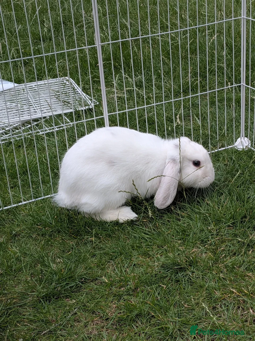 French Lop rabbits for sale: 1 year old male rabbit for sale - Advert 3