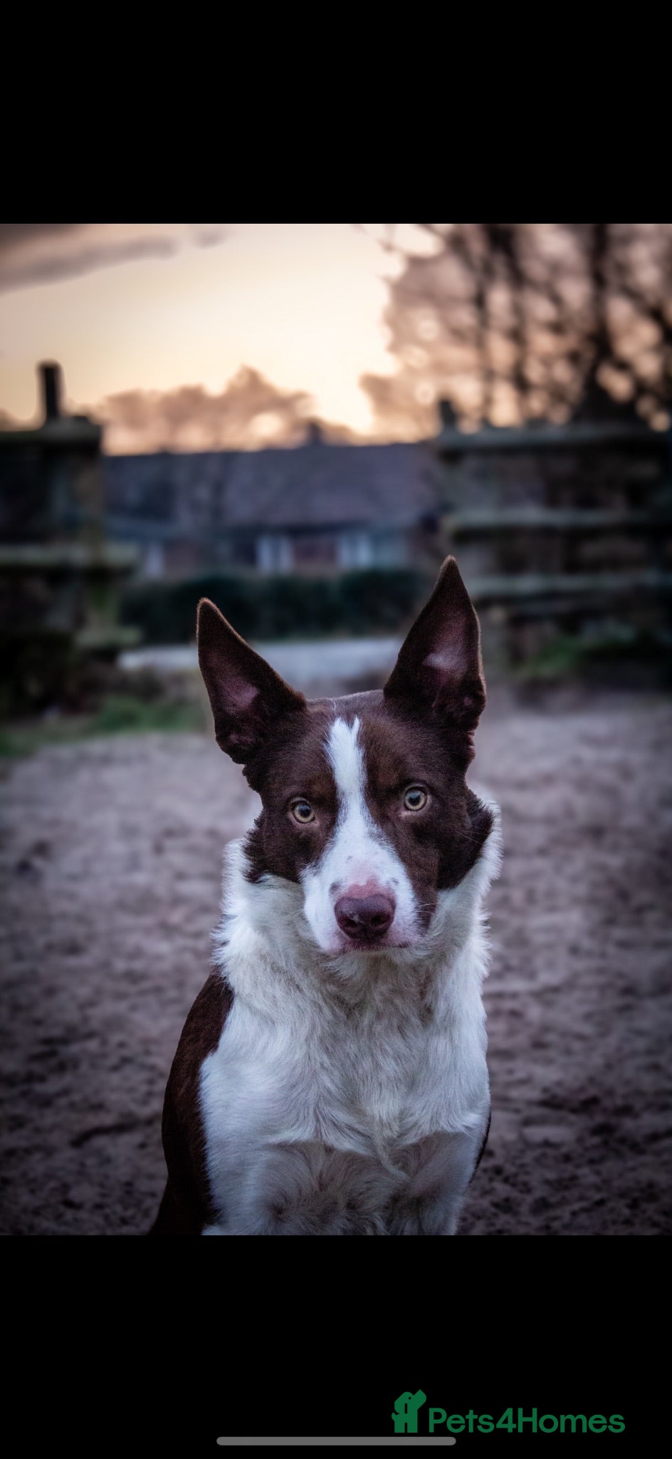 Border Collie dogs Available for stud, exceptionally well bred collie - Advert 1