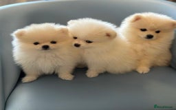Pomeranian dogs for sale: 🐶 Adorable Pomeranian Puppies for Sale! 🐾 - Image 2