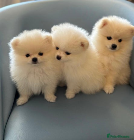 Pomeranian dogs - Advert 4