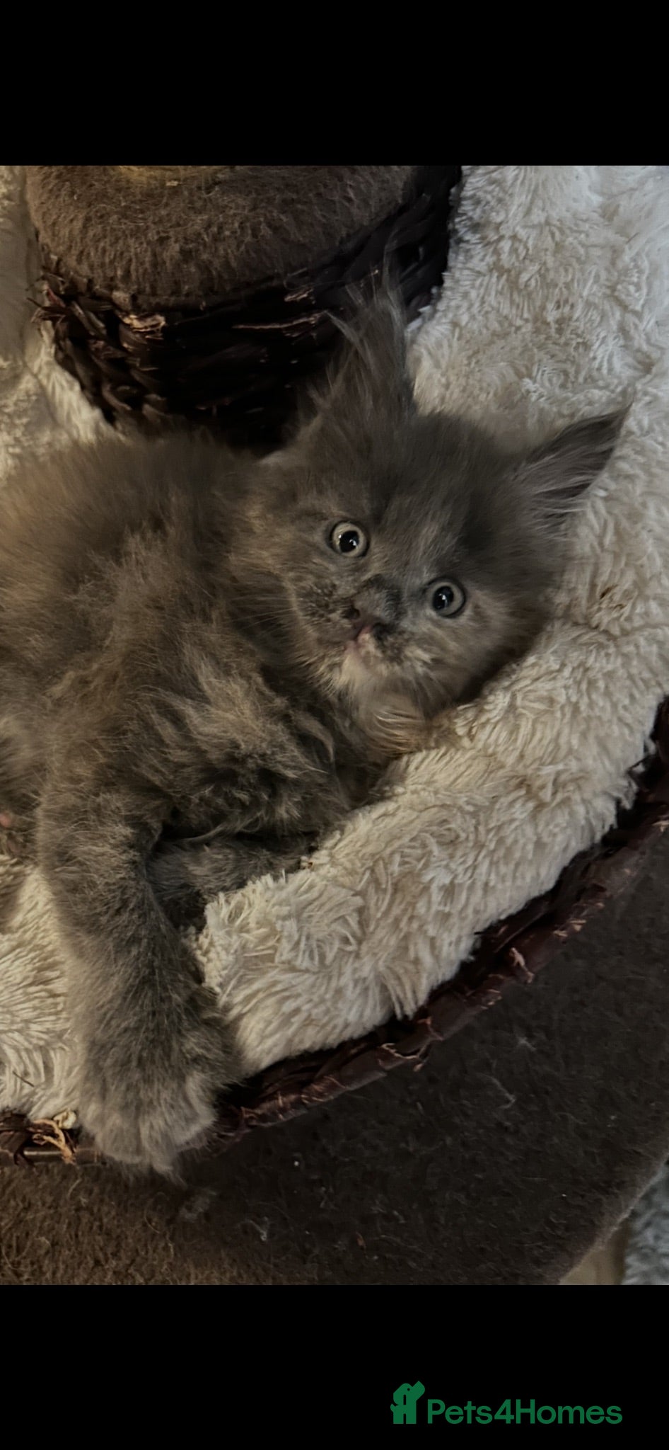 Maine Coon cats 8 Beautiful mainecoon kittens  - Advert 1