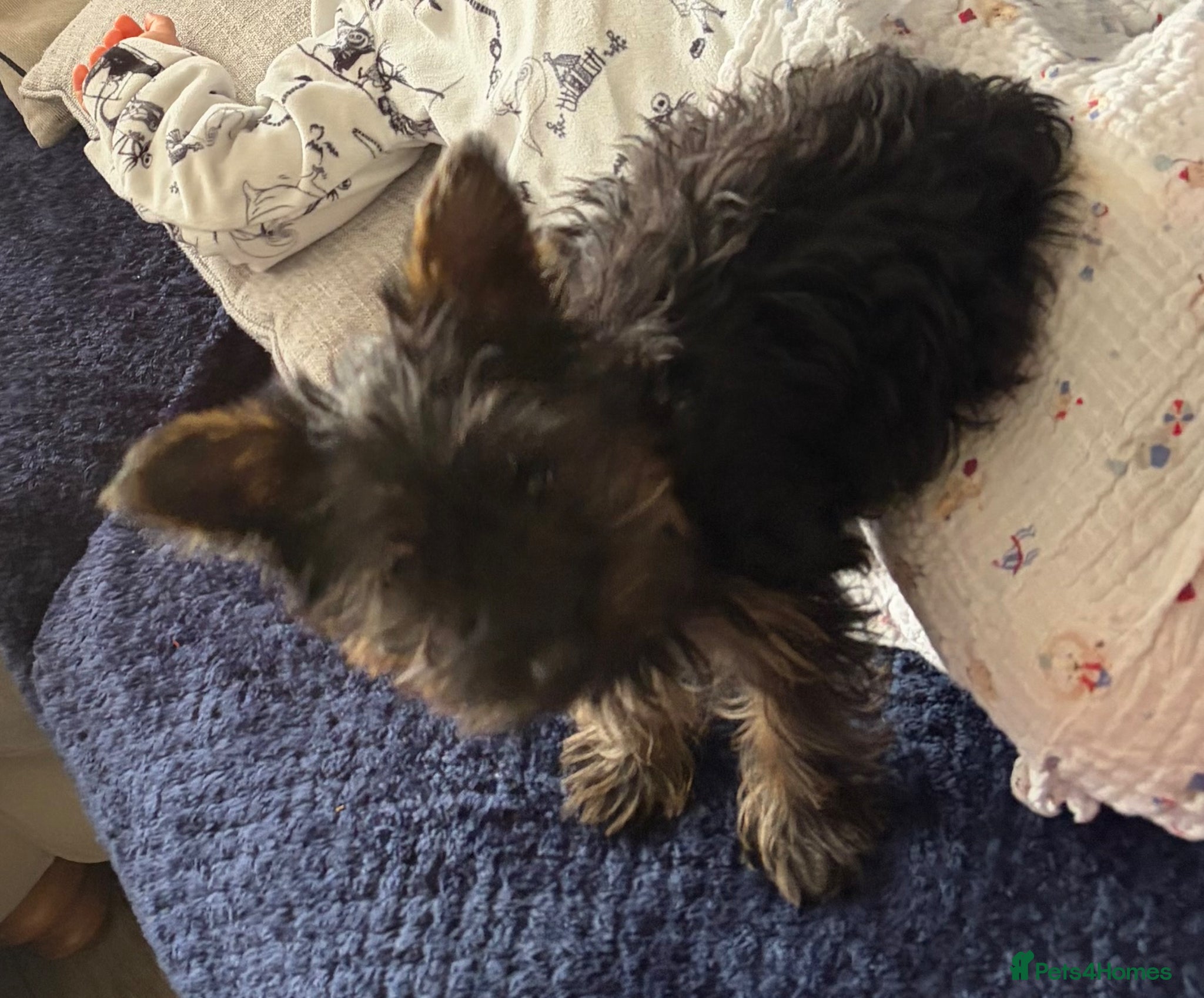 Yorkshire Terrier dogs Female Yorkshire terrier - Advert 6