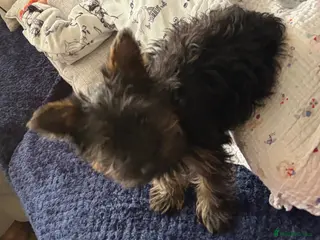 Yorkshire Terrier dogs Female Yorkshire terrier - Advert 1