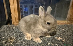 Netherland Dwarf rabbits for sale: Young Netherland Dwarfs for sale in Barrow-in-Furness - Image 30