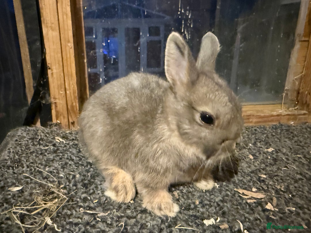 Netherland Dwarf rabbits for sale: Young Netherland Dwarfs for sale in Barrow-in-Furness - Image 30