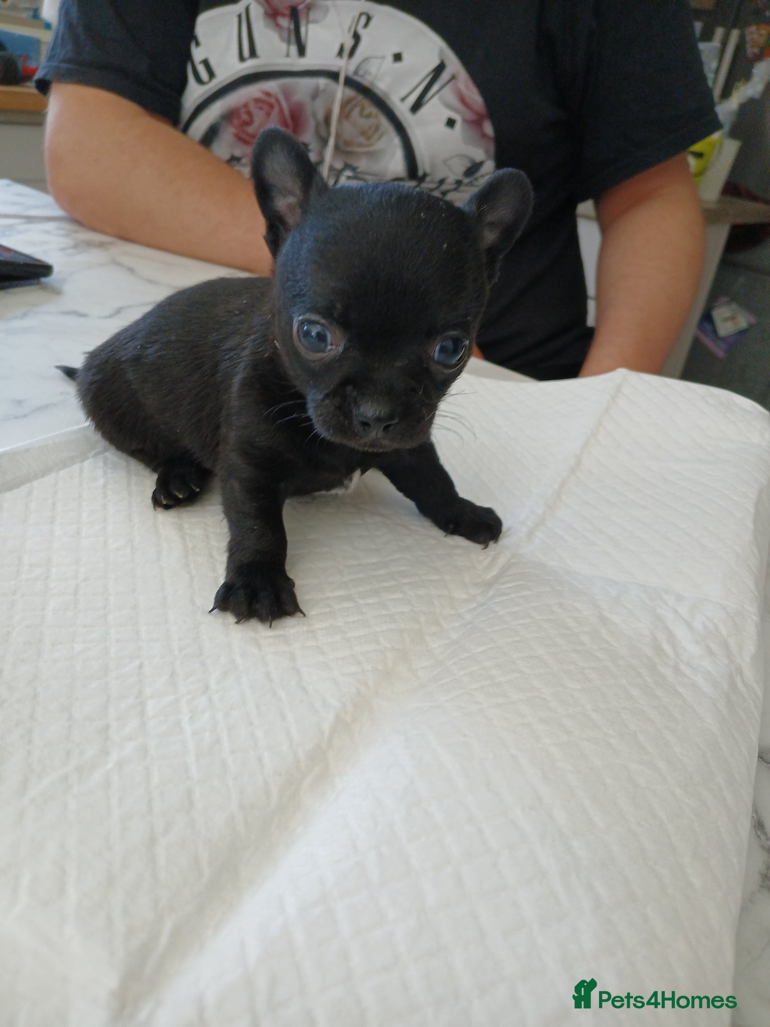 Chihuahua dogs Little boy - Advert 1