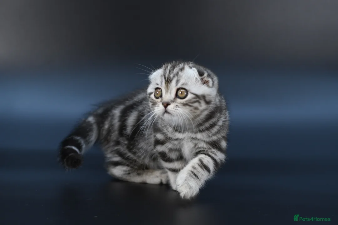 Scottish Fold cats for sale: LICENSED CATTERY, PURE BREED TOP QUALITY KITTENS - Advert 4