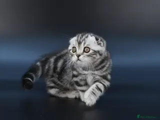 Scottish Fold cats LICENSED CATTERY, PURE BREED TOP QUALITY KITTENS - Advert 7