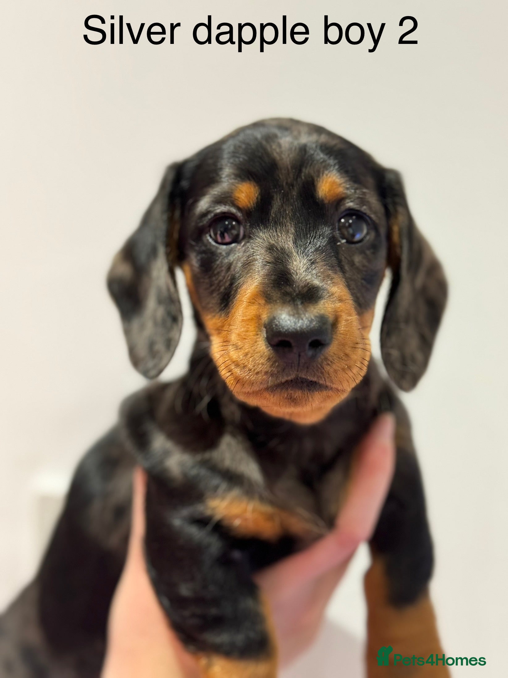 Miniature Dachshund dogs KC miniature dachshund pups - Advert 1