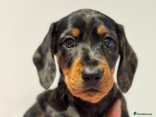 Miniature Dachshund dogs KC miniature dachshund pups - Advert 7