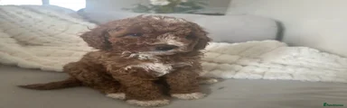 Cavapoo 4
