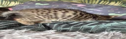 Savannah cats for sale: F3 savannah kittens - Advert 11