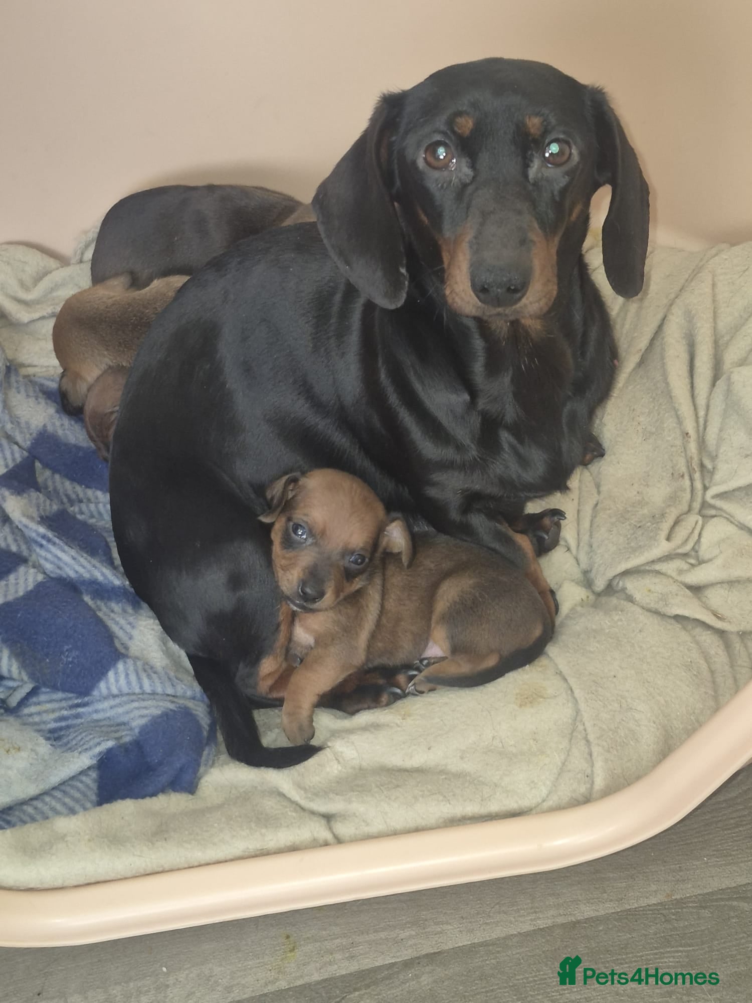 Dachshund dogs Dachshund puppies - Advert 2