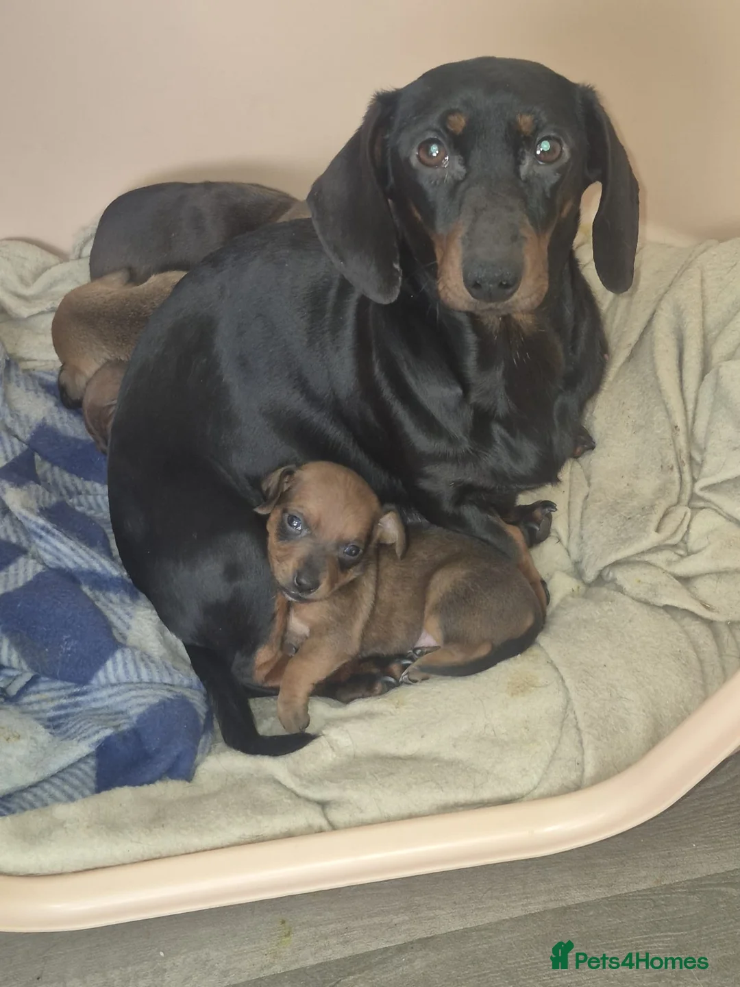 Dachshund dogs for sale: Dachshund puppies - Advert 1