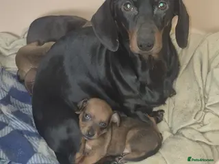 Dachshund dogs Dachshund puppies - Advert 2