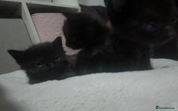 Mixed Breed cats for sale: Kittens black two short haired 1 long haired  - Image 5