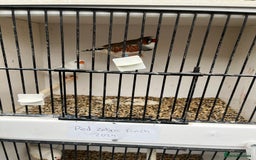 Finches birds for sale: Star zebra finch bengalese and canaries  - Image 9