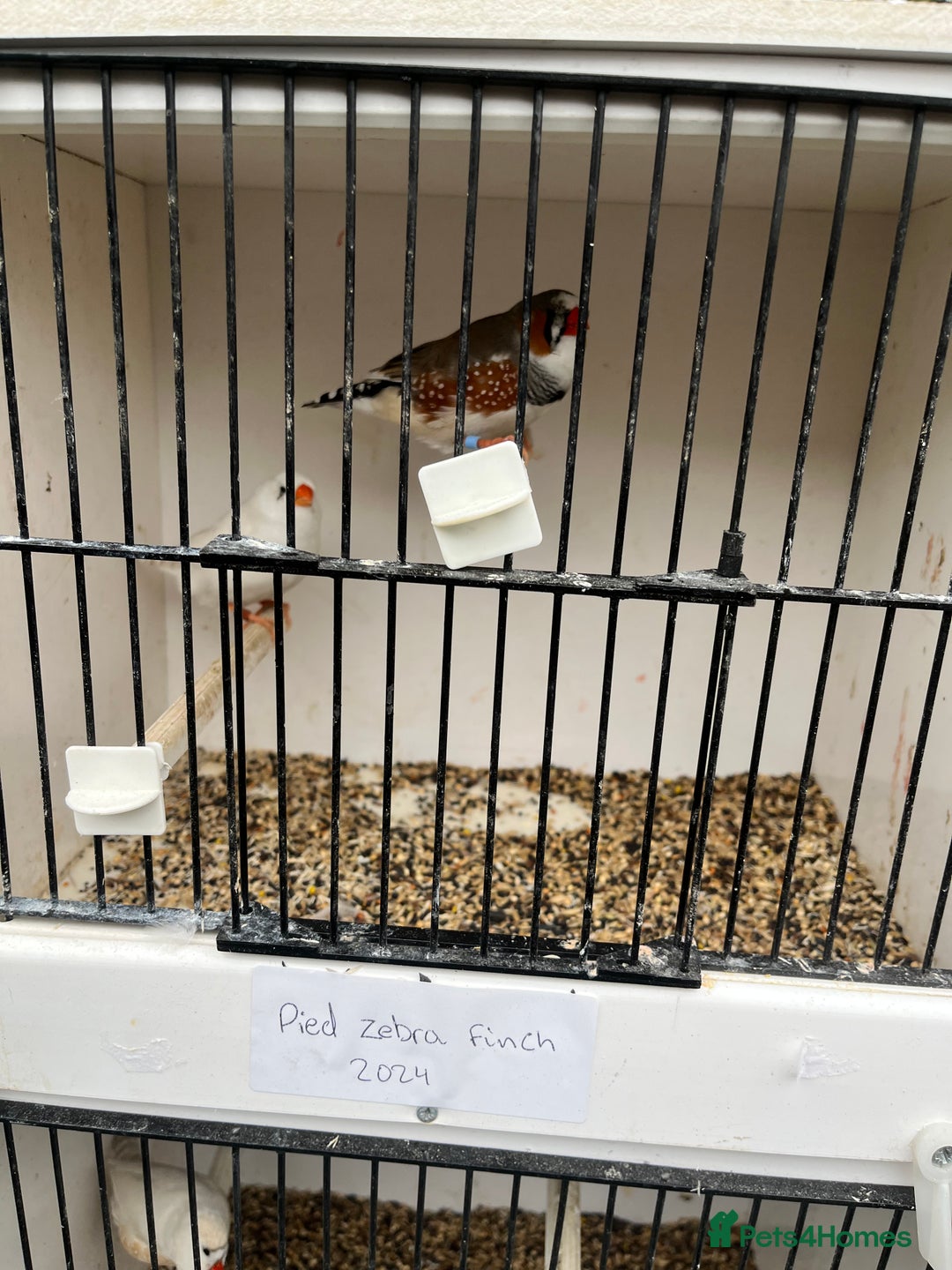 Finches birds for sale: Star zebra finch bengalese and canaries  - Image 9