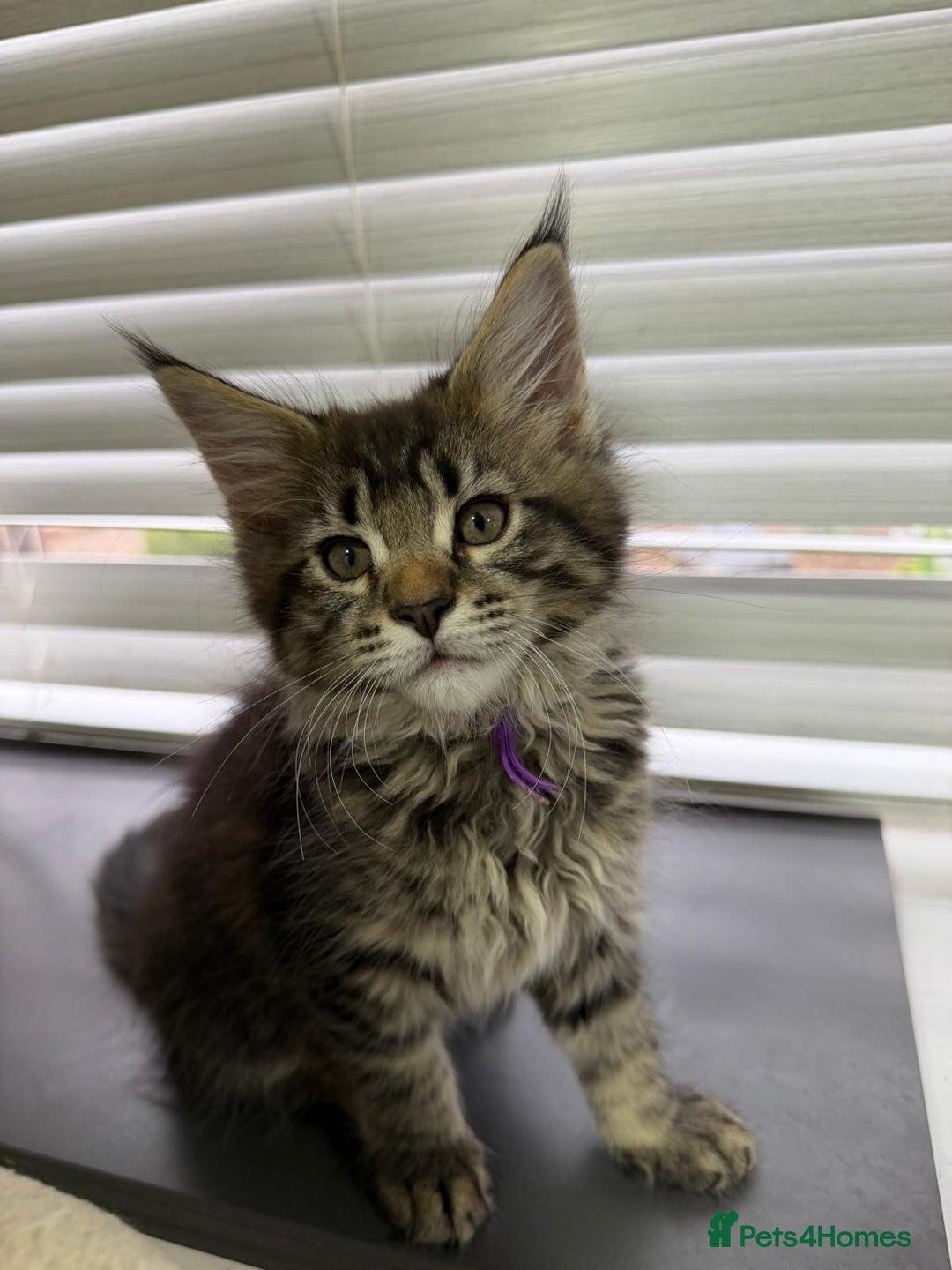 Maine Coon cats for sale: Beautiful friendly Maine Coon cross Kittens  - Advert 12