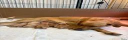 Goldador dogs for sale: 6 Beautiful Goldador Puppies - Advert 16