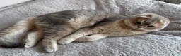 Scottish Fold cats for sale: 💎 Stunning TICA Reg. Scottish Fold Kittens 🐾 - Advert 20