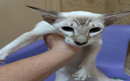 Siamese cats for sale: Siamese Kittens For Sale. - Image 8