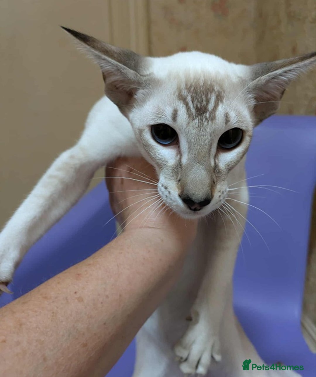 Siamese cats for sale: Siamese Kittens For Sale. - Image 8