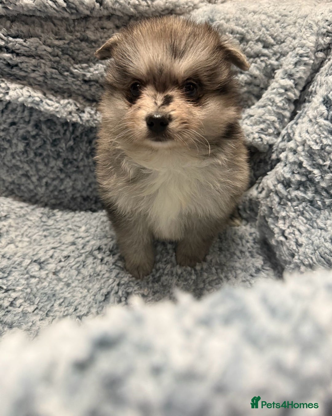 Pomeranian dogs for sale: Puppies Ready for new homes  - Advert 18