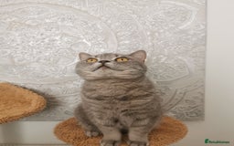 British Shorthair cats for sale: Silver british shorthair £200 - Image 4