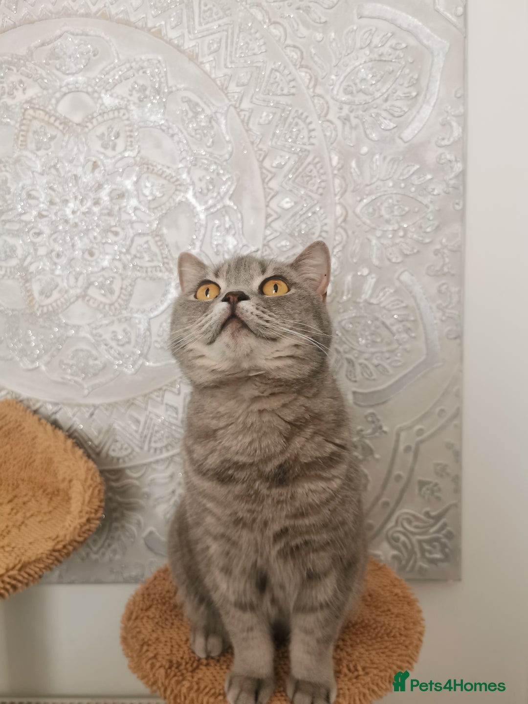 British Shorthair cats for sale: Silver british shorthair £200 - Image 4