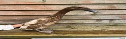 Ducks poultry for sale: 5 female ducks  in Petersfield - Advert 4