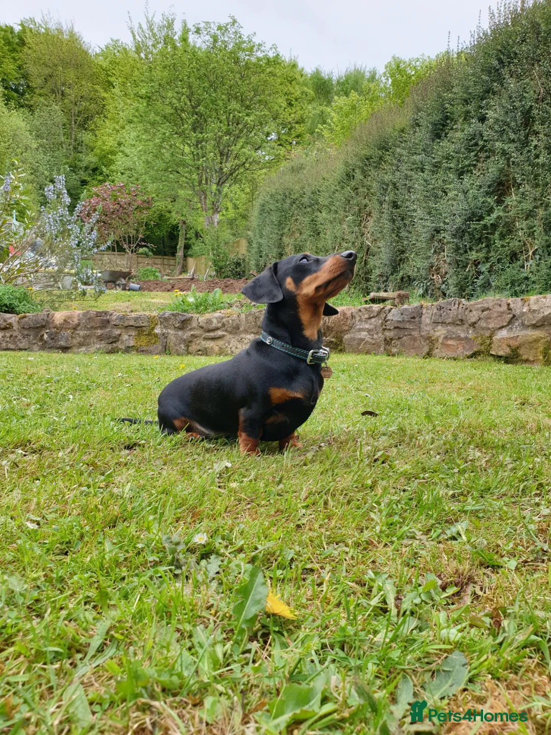 Miniature Dachshund dogs for stud: Miniature Smooth Dachshund in Cinderford - Advert 1