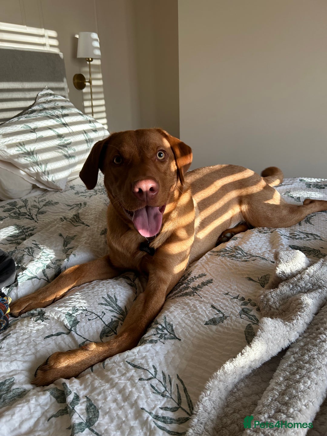 Labrador Retriever dogs for sale: Fox red Labrador  - Image 2