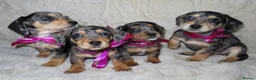Dachshund dogs for sale: BEAUTIFUL DACHSHUND READY FOR FOREVER HOME!!! in Wolverhampton - Advert 24