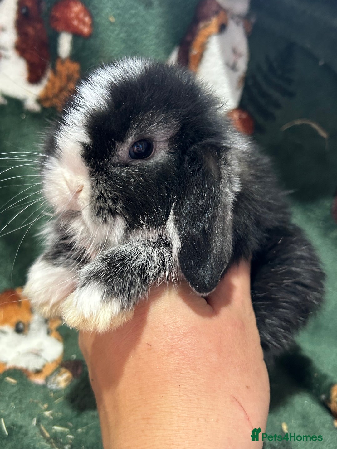 Mini Lop rabbits for sale: Beautiful Baby Mini lops ready now  - Image 12