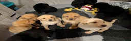 Labrador Retriever dogs for sale: Good, chunky, active and lively Labrador Puppies - Advert 9