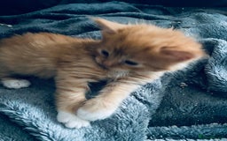 Mixed Breed cats for sale: Fluffy ginger & short fur calico 🐱🤩 - Image 27