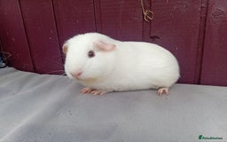 Guinea Pig rodents for sale: Baby guinea pigs  - Image 4