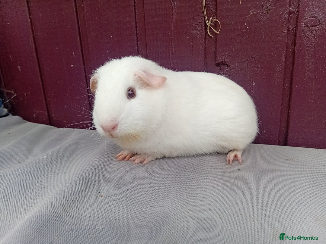 Guinea Pig rodents for sale: Baby guinea pigs  - Image 4