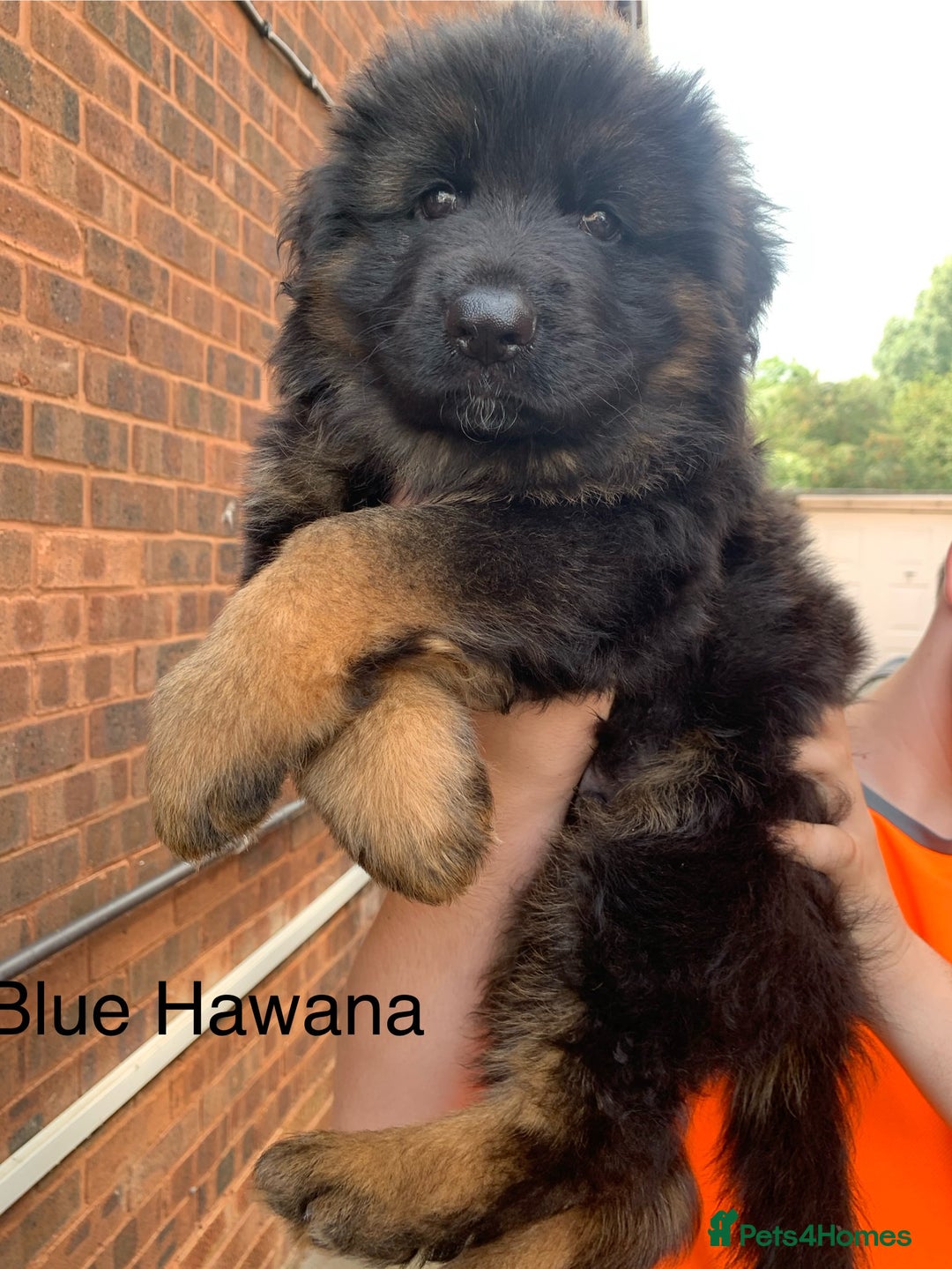 German Shepherd dogs for sale: Long Haired GSD Puppies. Only 1 boys LEFT!  - Image 1