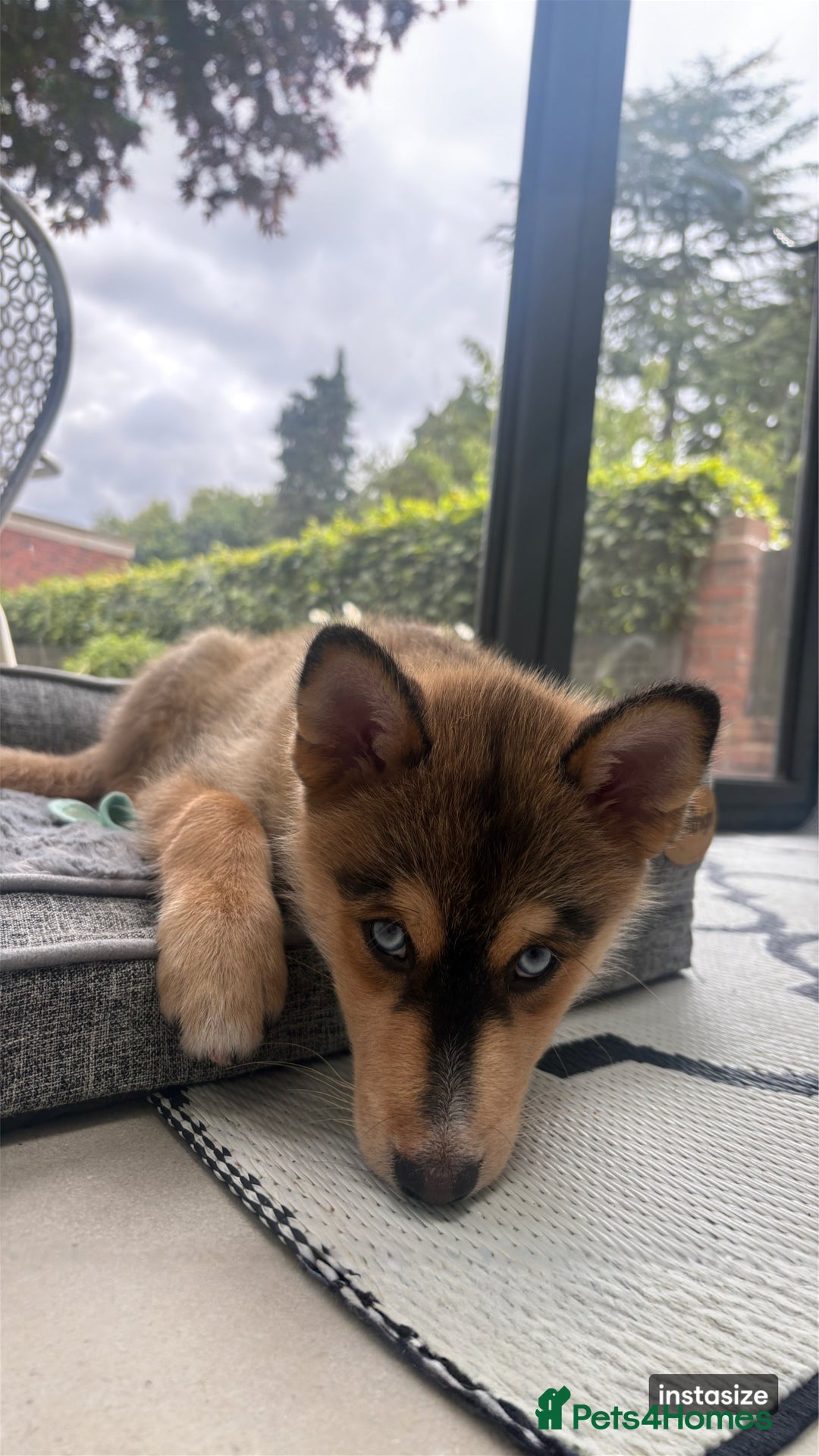 Pomsky dogs for sale: Pomsky blue eye Husky looking  - Image 3