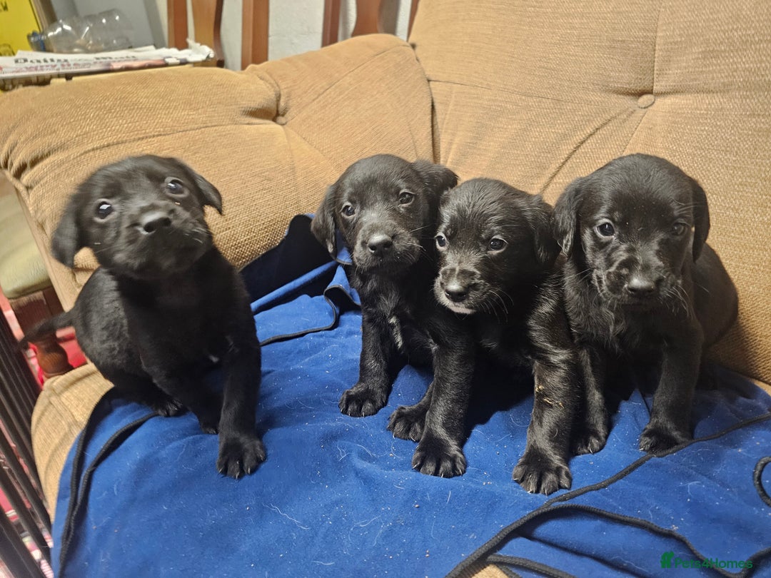 Mixed Breed dogs for sale: Labrador x Pointer Puppies - Advert 4