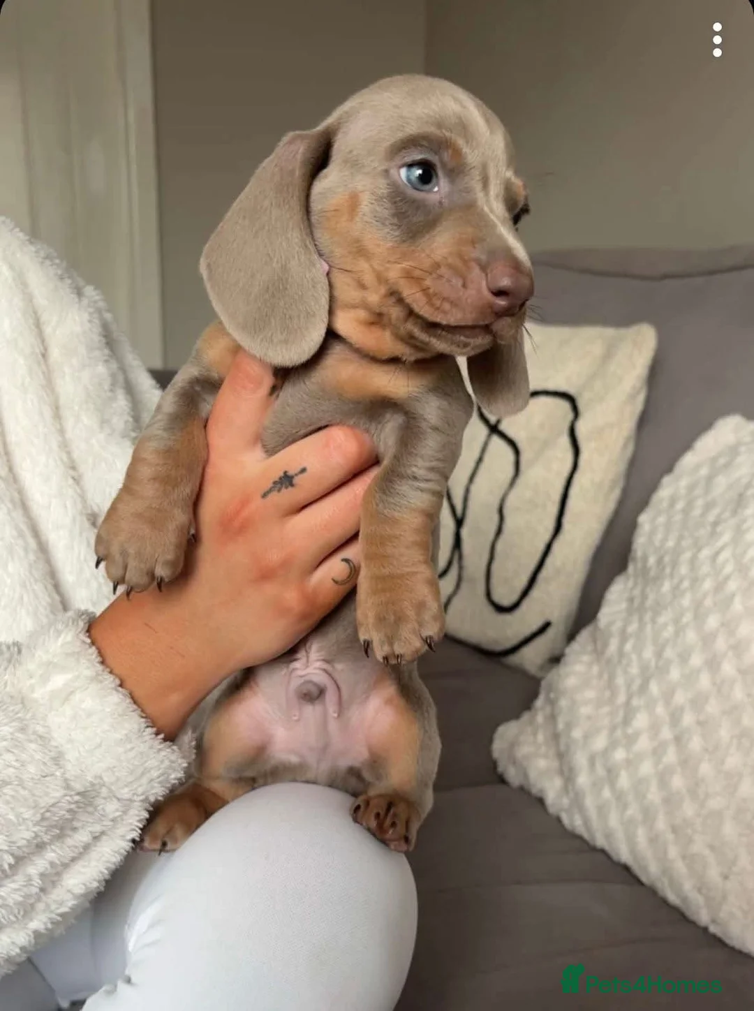 Dachshund dogs for sale: 2 male pups left  - Advert 3