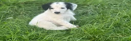 Bordoodle dogs for sale: Bordoodle 2 is the only remaining pup - Advert 14