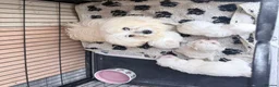 Coton De Tulear dogs for sale: Coton du tulear pups - Advert 13