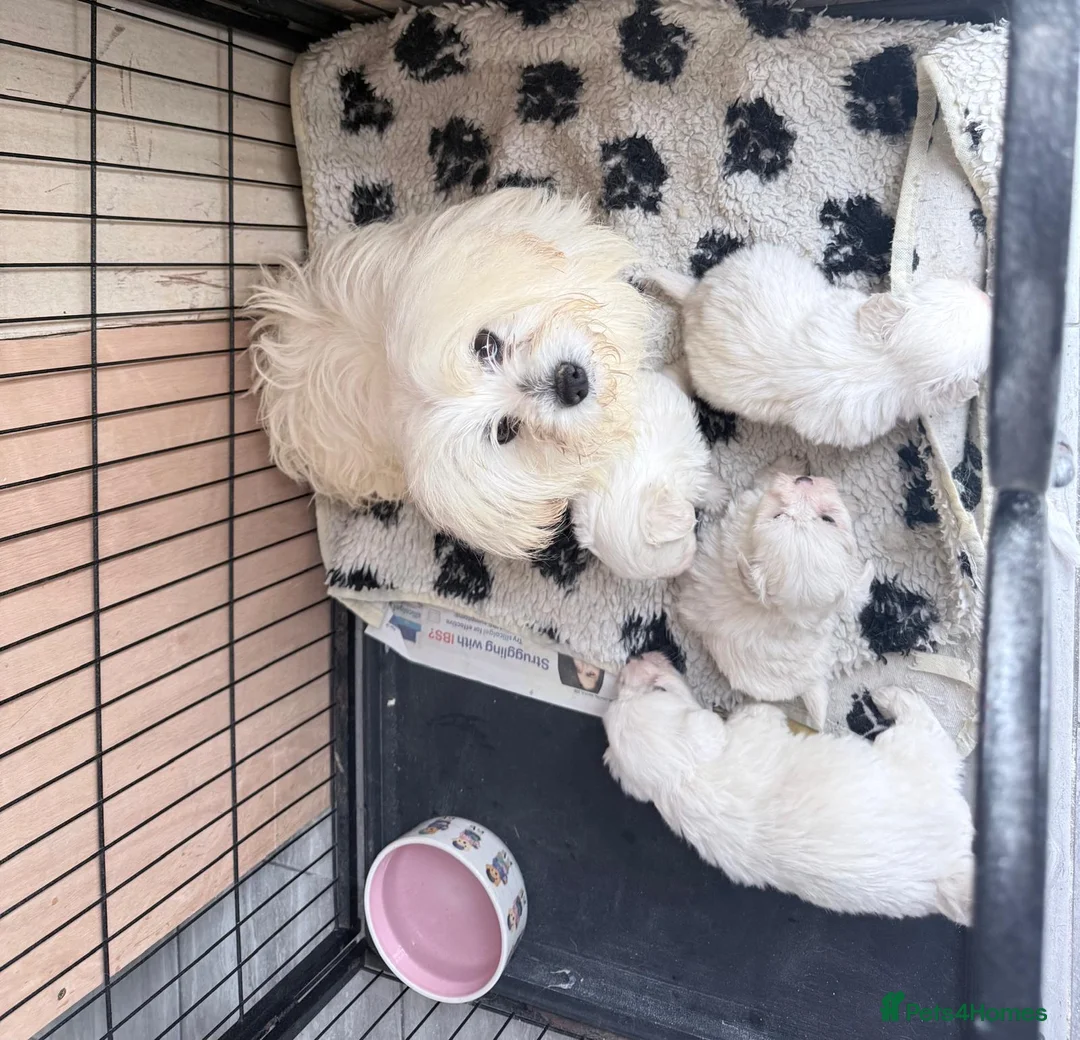 Coton De Tulear dogs for sale: Coton du tulear pups - Advert 13