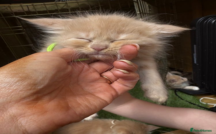 Maine Coon cats - Advert 1