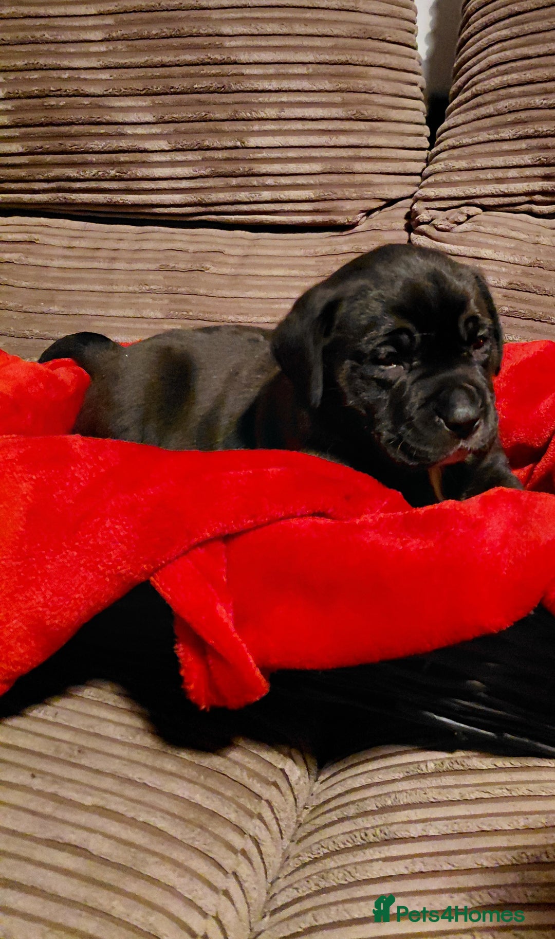 Presa Canario dogs for sale: Beautiful presa canario X alpha blue blood bulldog - Advert 6